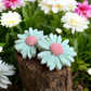 Marguerite "Baume du tigre"