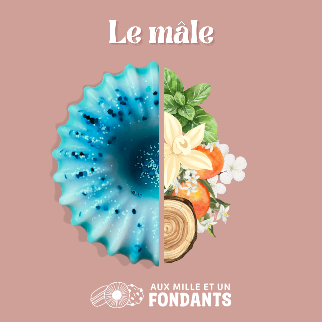Le mâle
